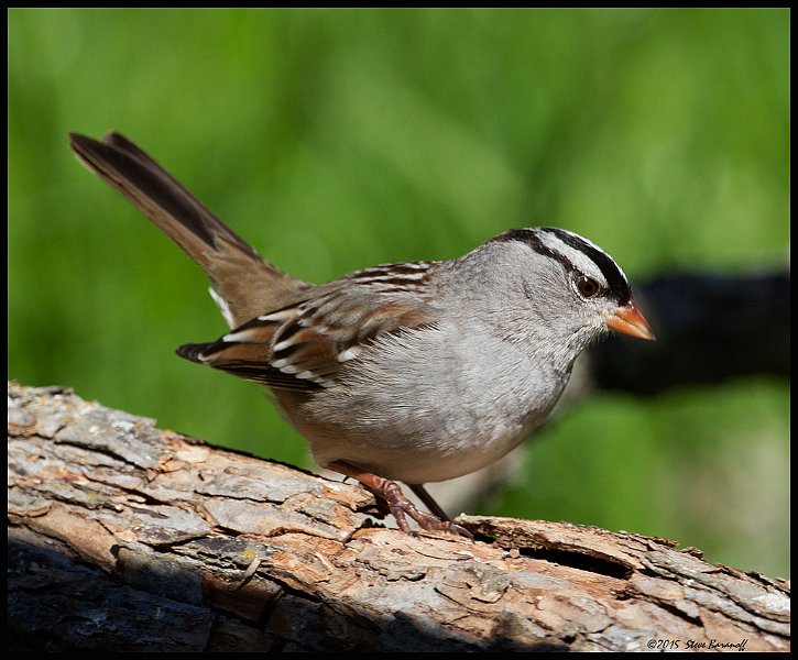 _5SB9871 white-crowned sparrow.jpg
